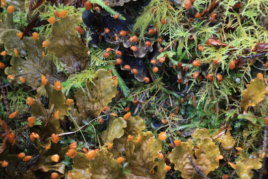 Image of membraneous felt lichen