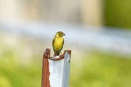 Image of serin, european serin