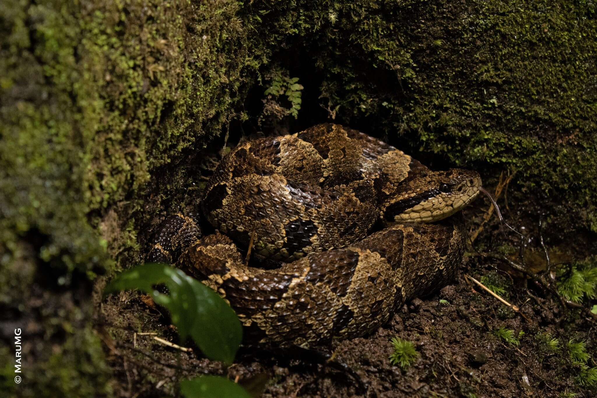 Image of Jumping Pit Viper