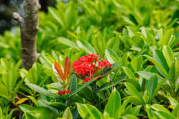 Image of Ixora chinensis Lam.