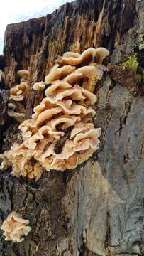 Image of Phlebia tremellosa (Schrad.) Nakasone & Burds. 1984