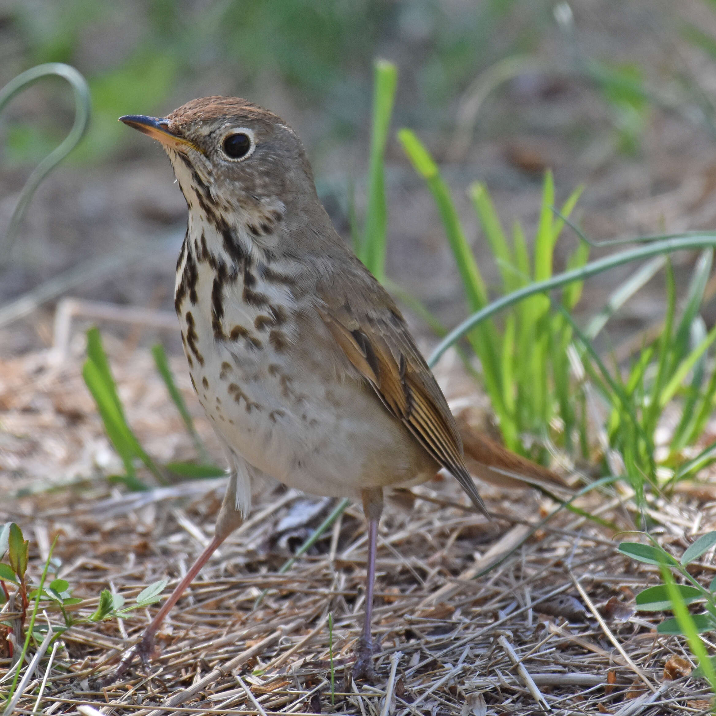 Image of Hermit Thrush