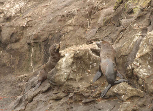 Image of Antipodean Fur Seal