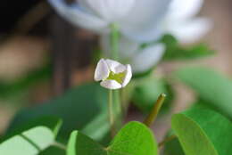 Image of Rue-Anemone