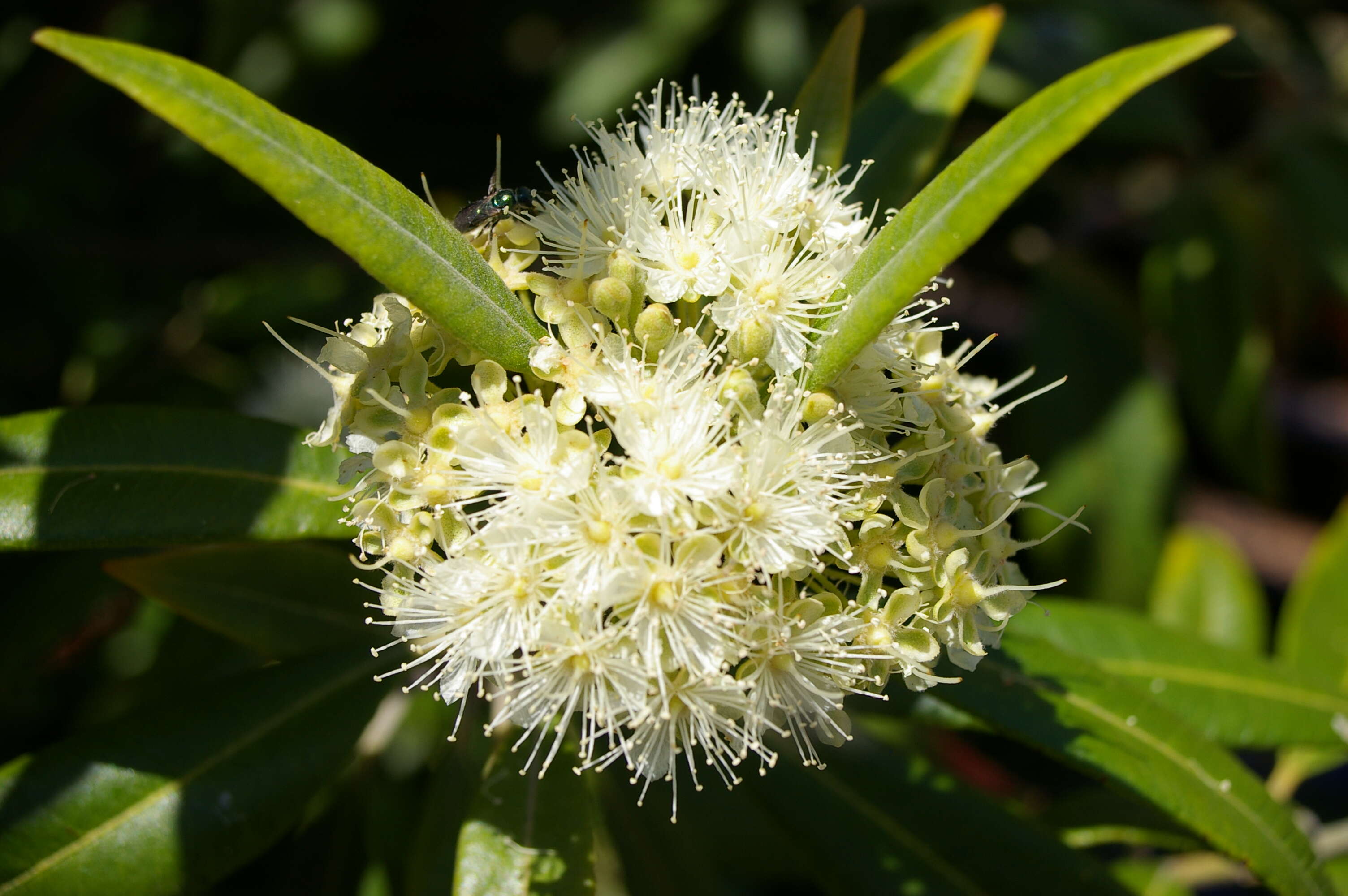 Image of Lemon Myrtle