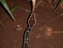 Image of Asiatic rock python