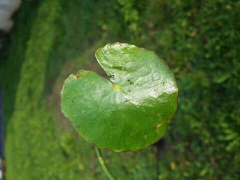 Image of yellow floatingheart