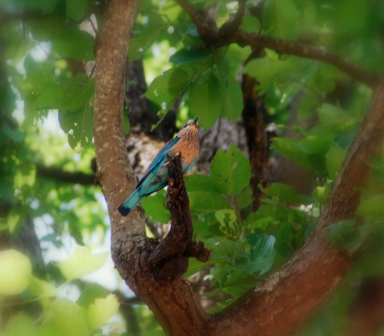 Image of Indian Roller