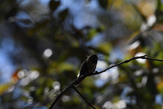 Image of Broad-tailed Hummingbird