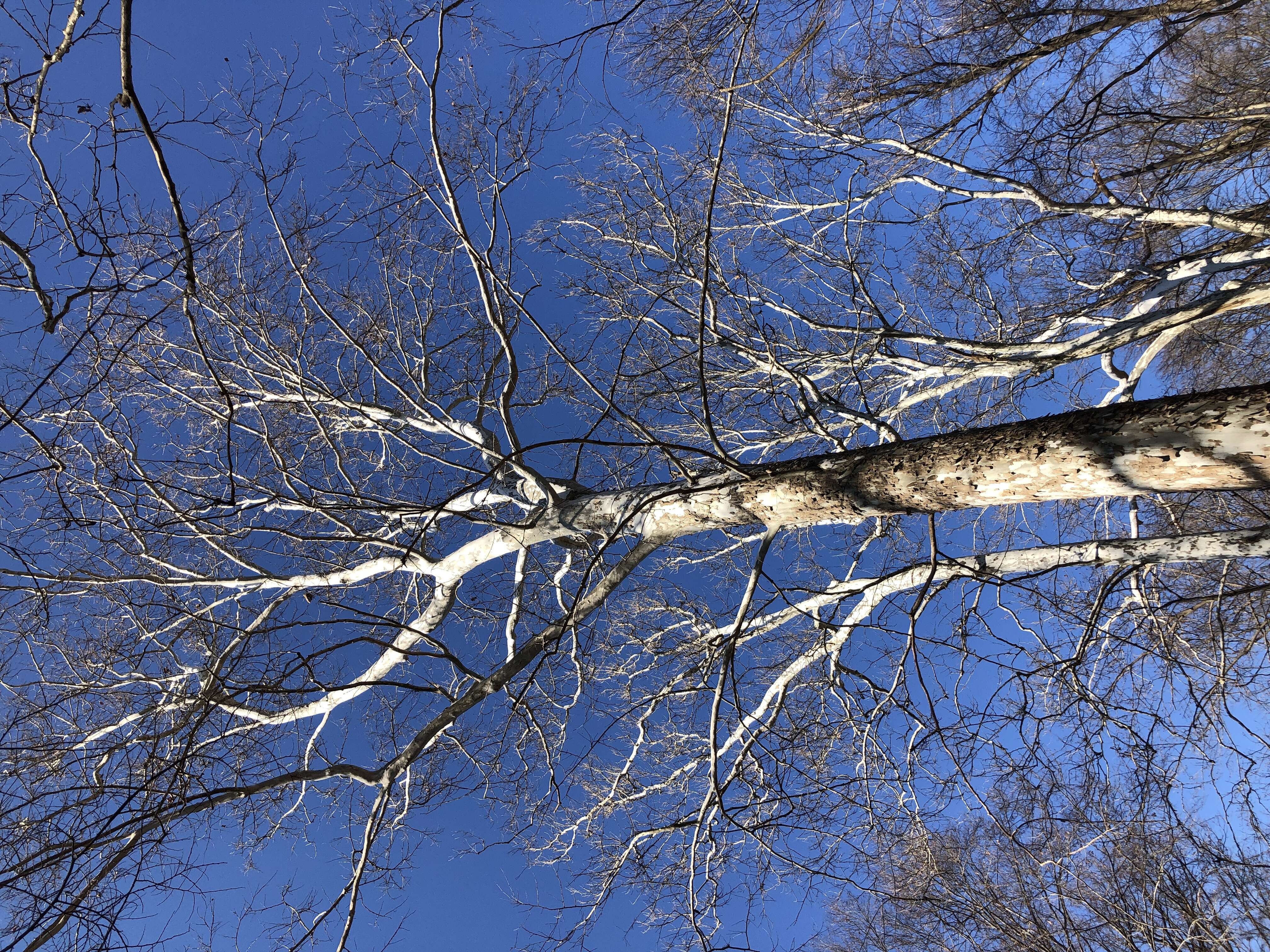 Image of American sycamore