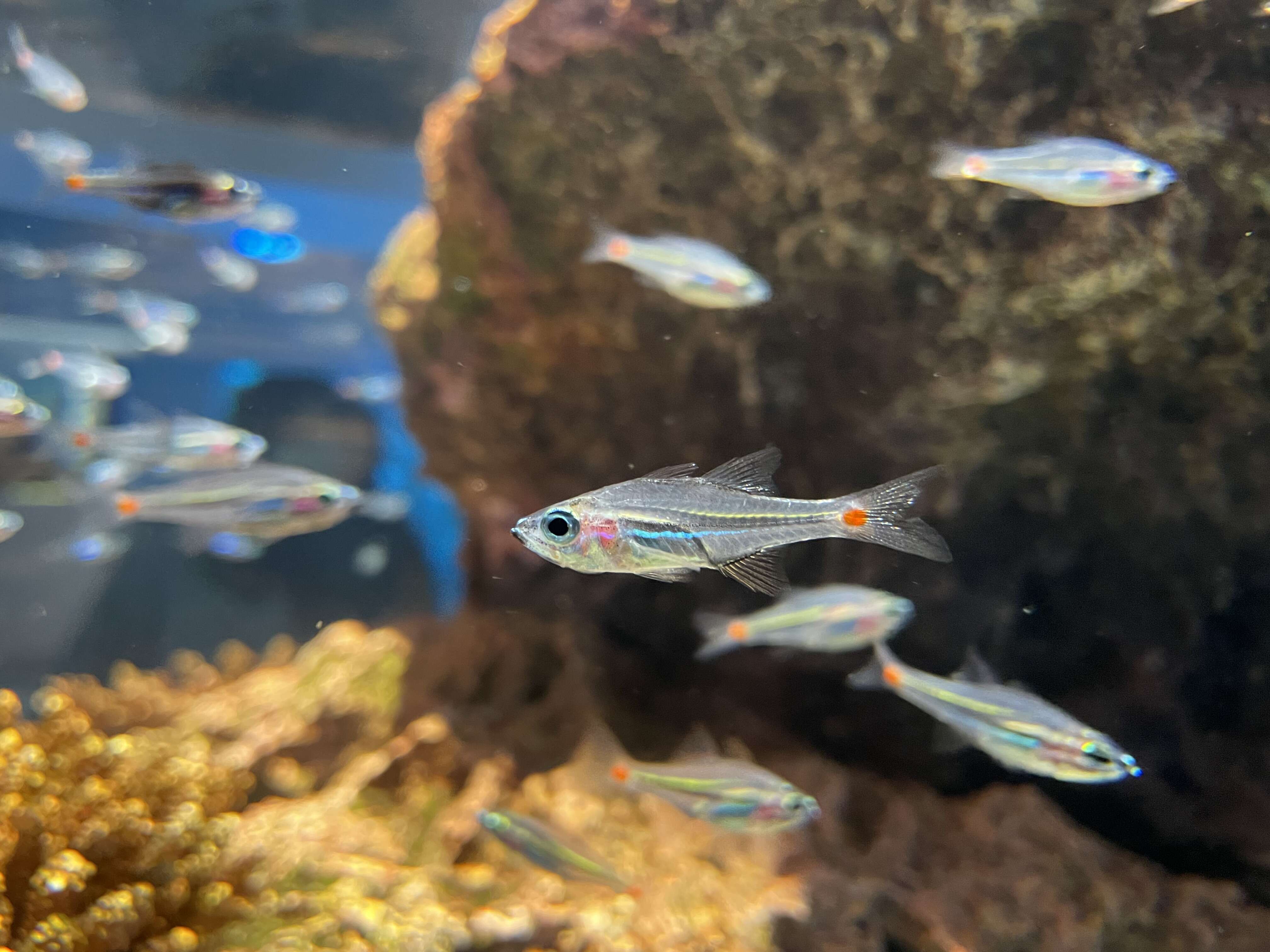 Image of Red-spot cardinalfish