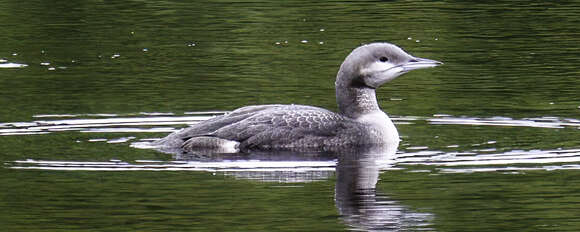 Image of Arctic Loon