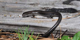 Image of Ground Skink