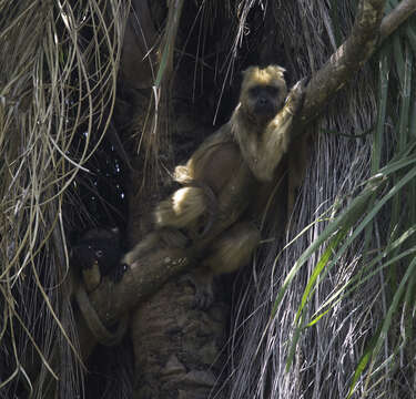 Image of Black Howler Monkey