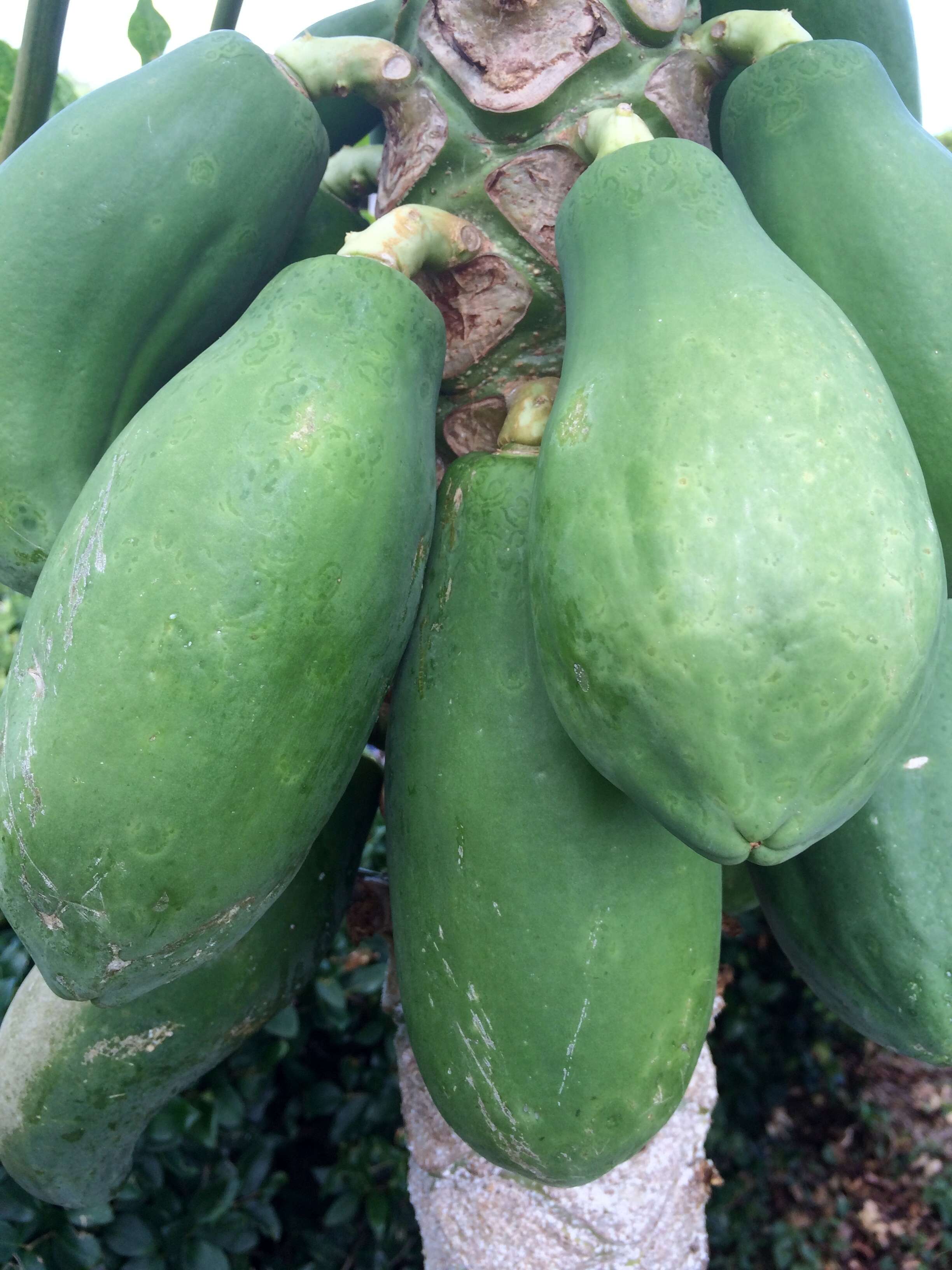 Papaya ringspot virus resmi