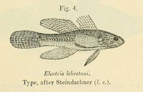 Image de Dormitator lebretonis (Steindachner 1870)