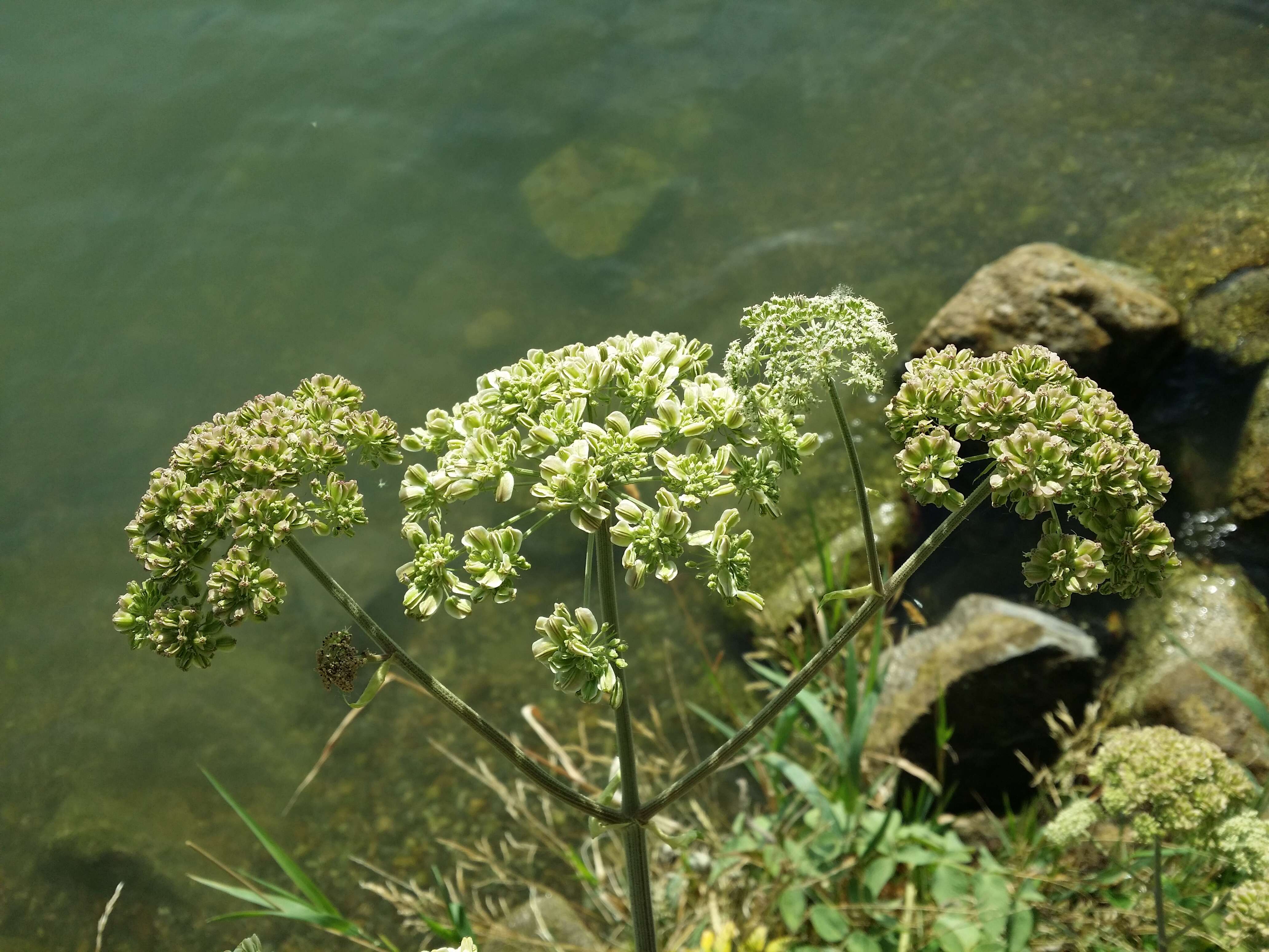 Image of wild angelica