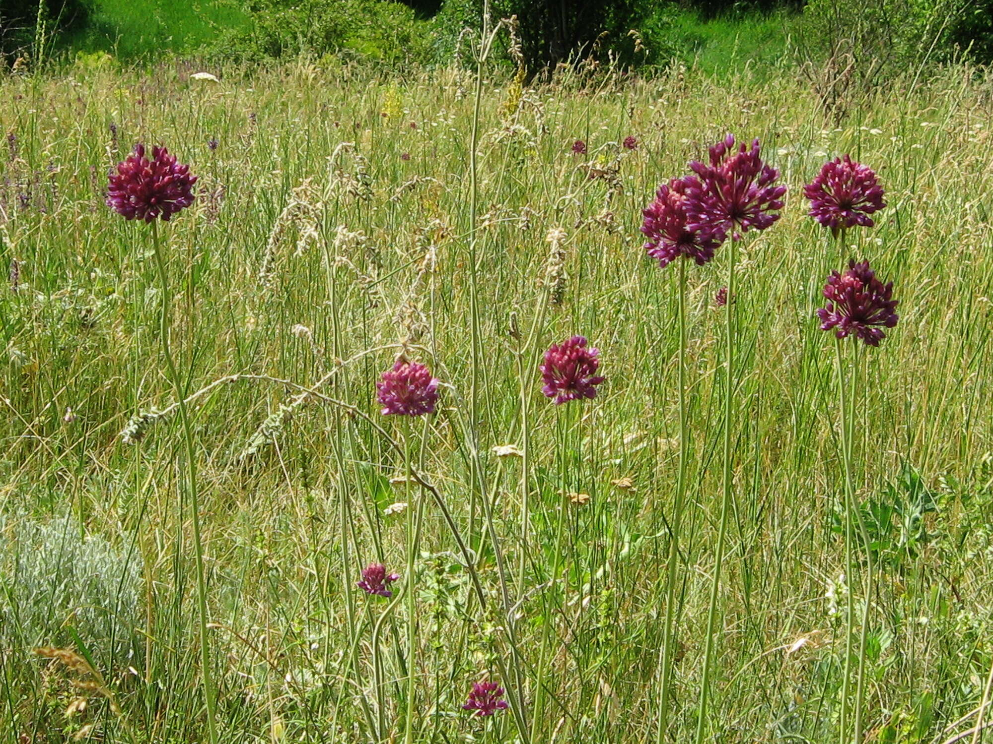 Image of sand leek