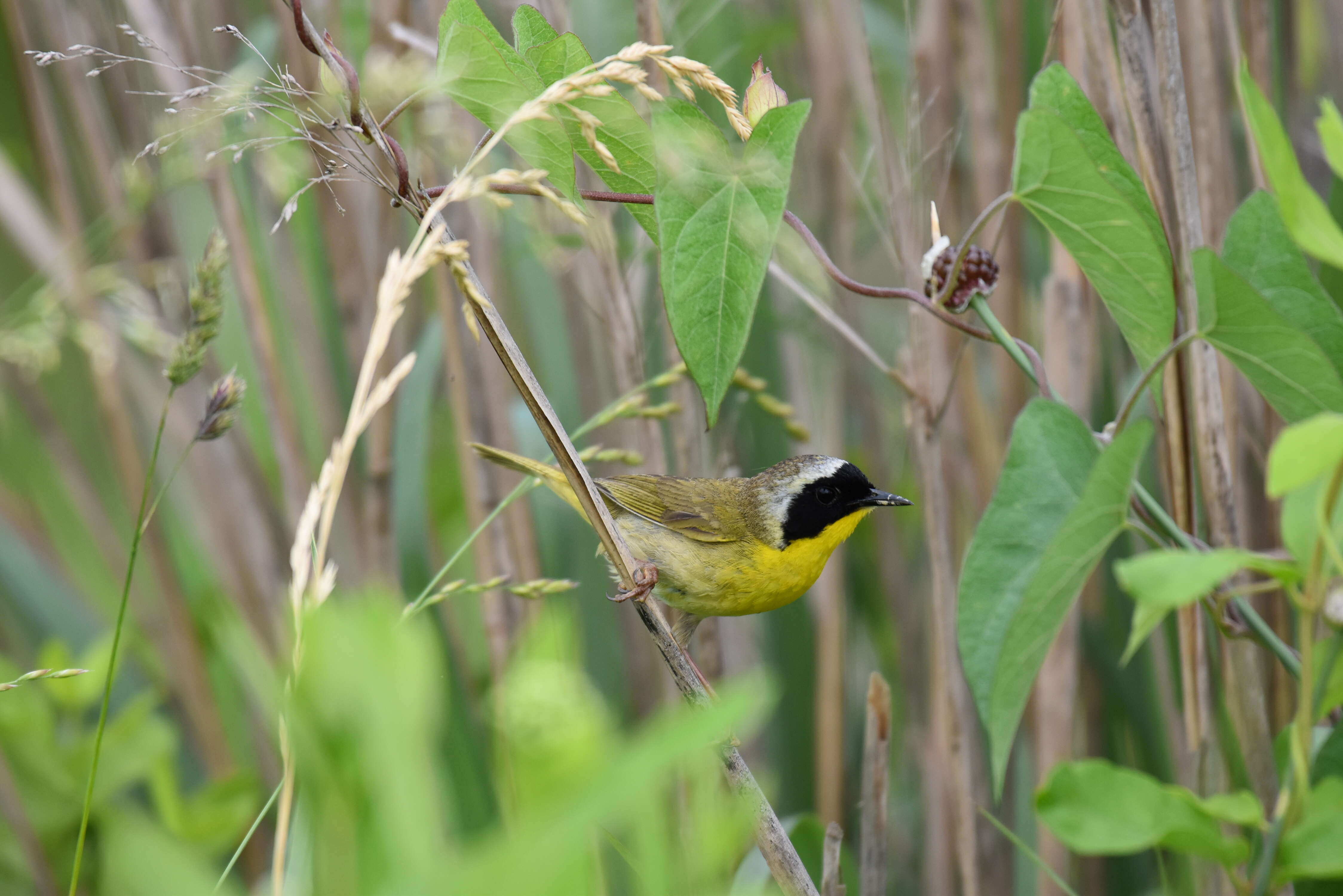 Image of Common Yellowthroat