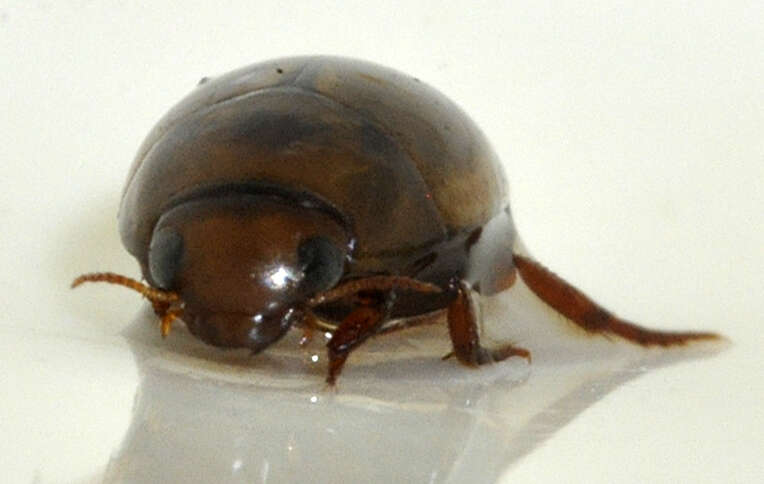 Image de Noterus clavicornis