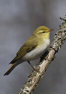 Image of Wood Warbler