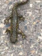 Image of Barred Tiger Salamander