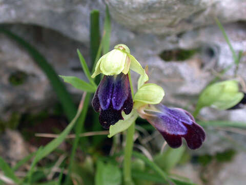 Ophrys fusca subsp. iricolor (Desf.) K. Richt.的圖片