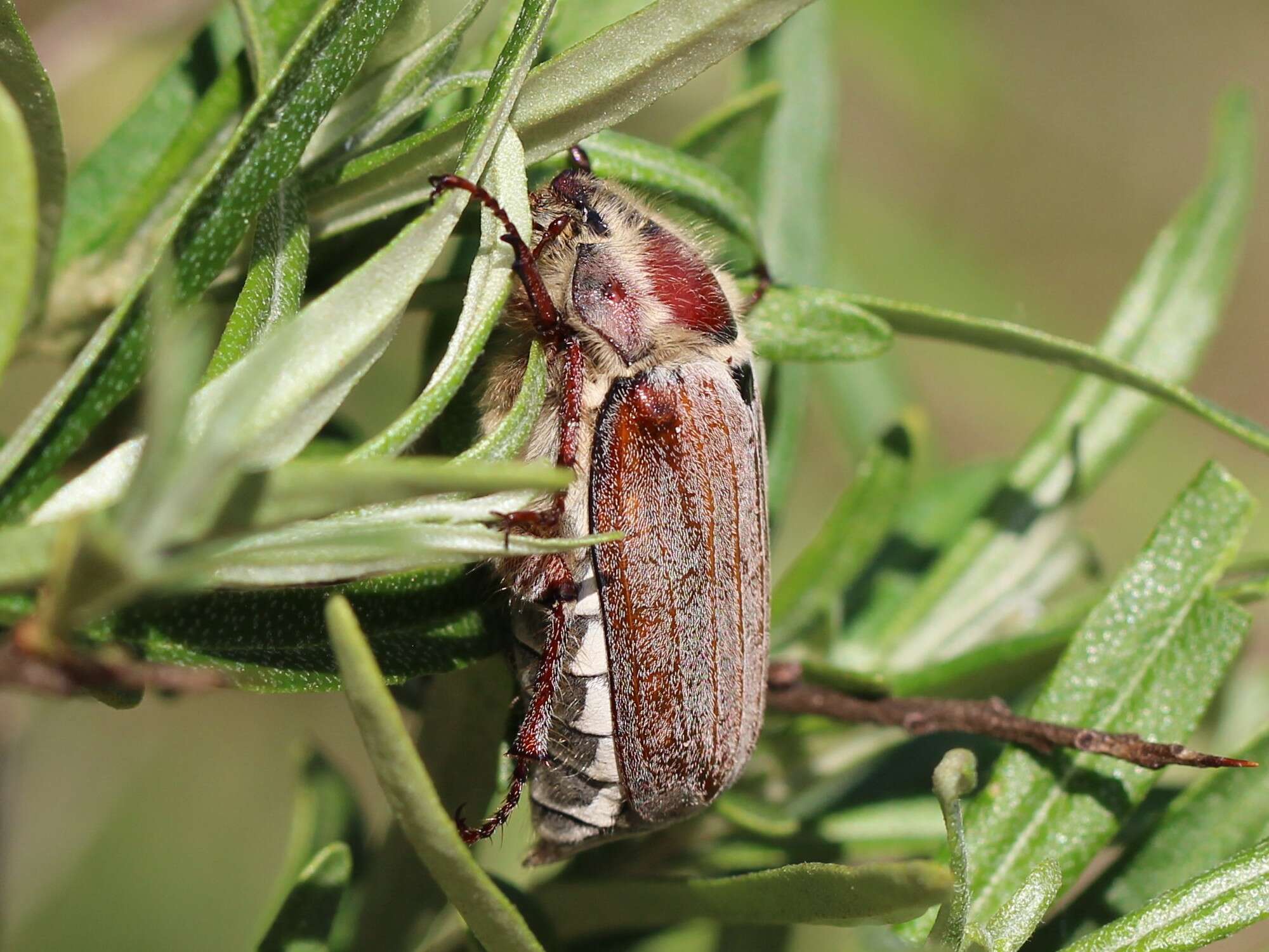 Image of chestnut cockchafer