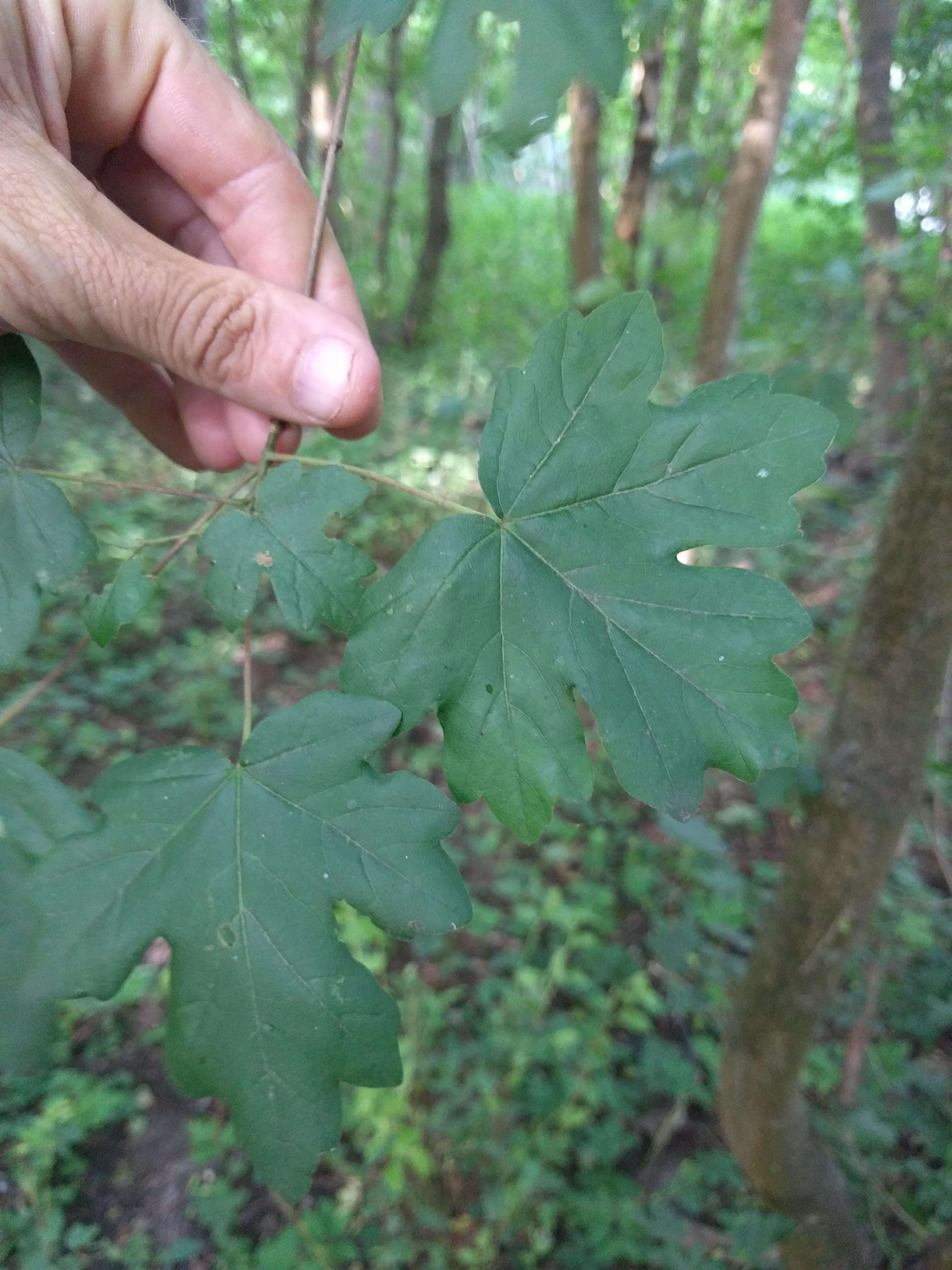 Image of Field Maple