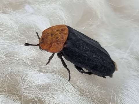 Image of Red-breasted Carrion Beetle