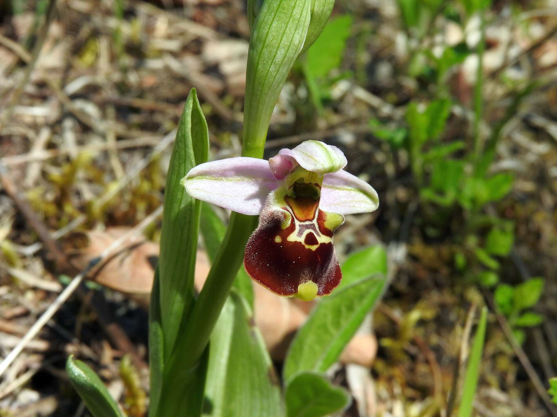 Image of Ophrys holosericea