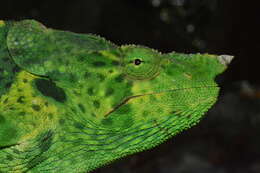 Image of Giant One-Horned Chameleon