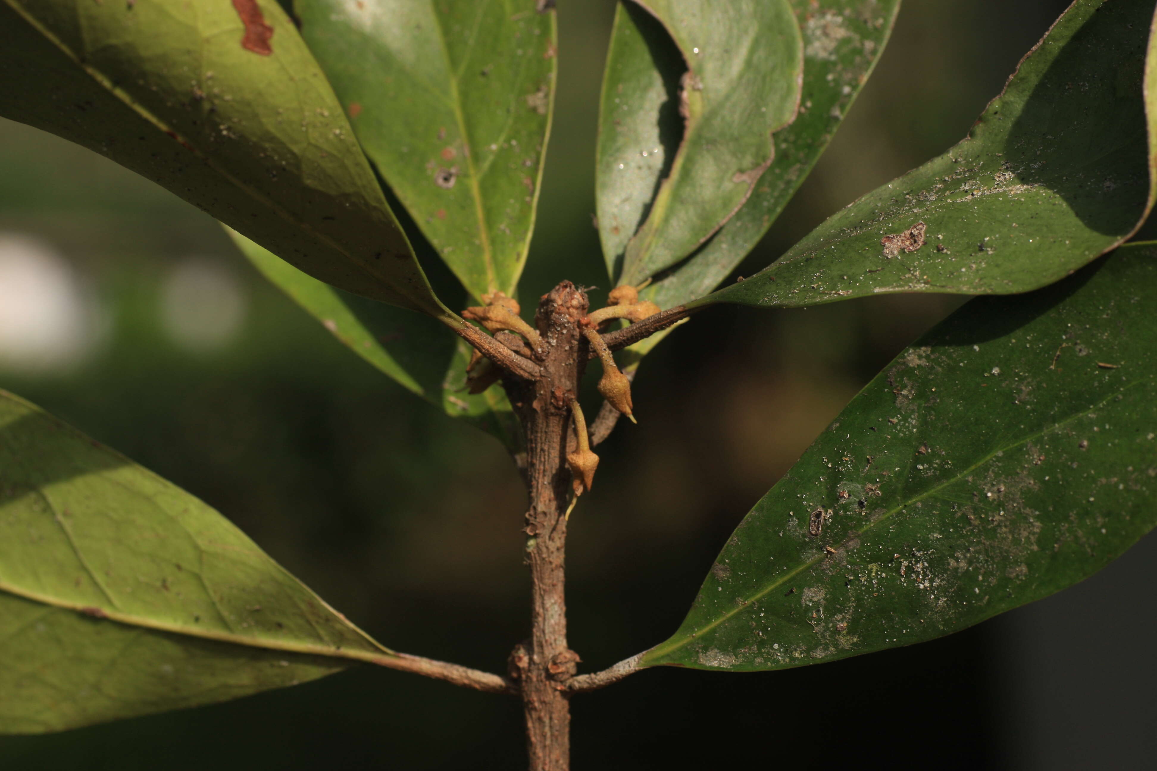 Palaquium ravii Sasidh. & Vink resmi