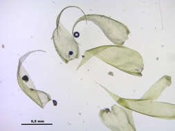 Hypnum jutlandicum Holmen & Warncke ex Damsholt, Holmen & Warncke 1969的圖片