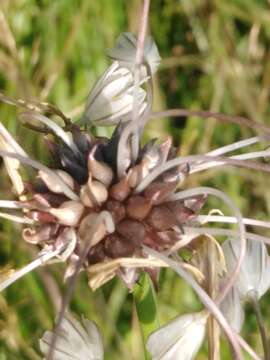 Image de Ail des jardins