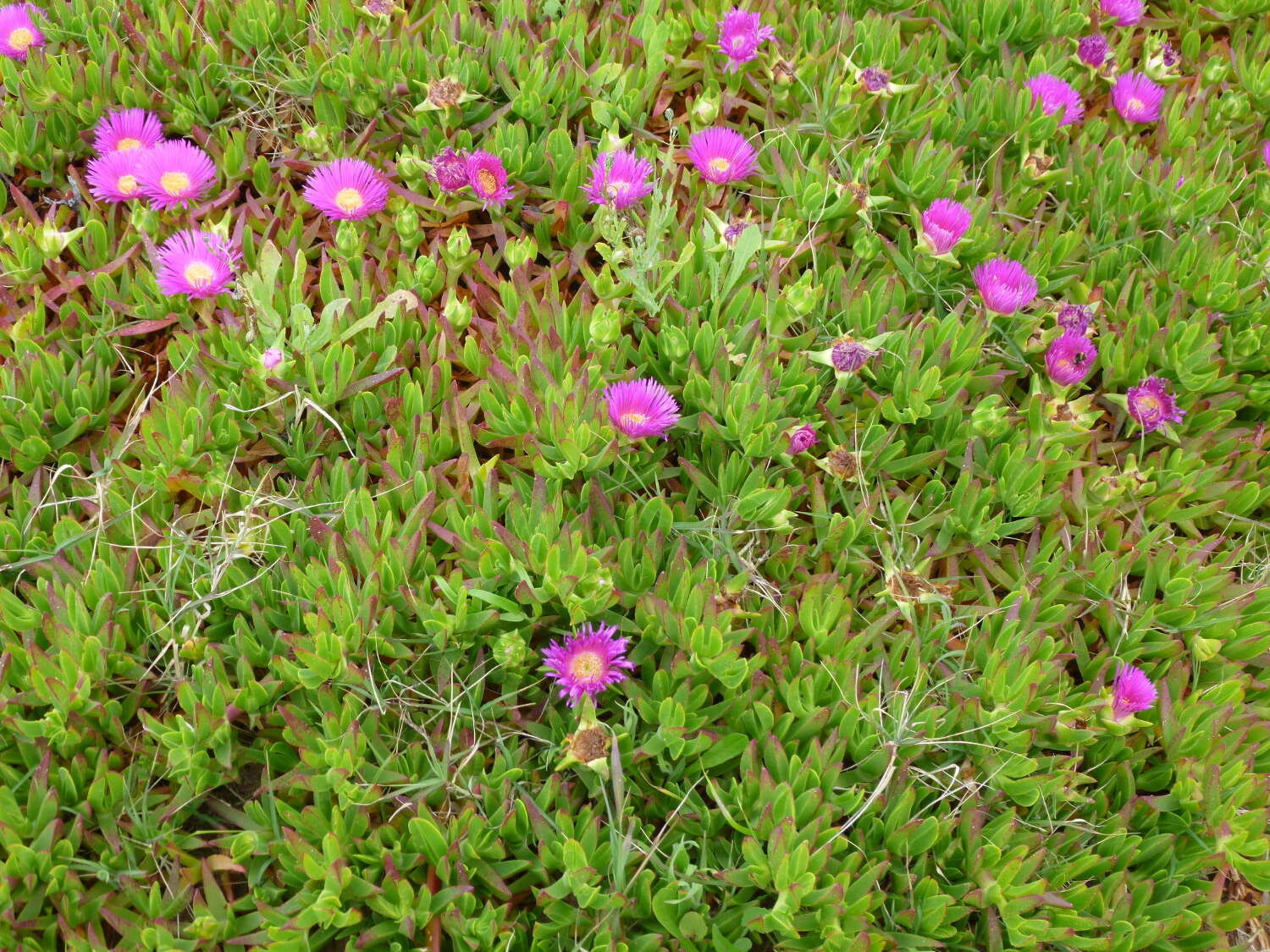 Image of Carpobrotus acinaciformis (L.) L. Bol.