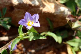 Image of Convolvulus pentapetaloides L.