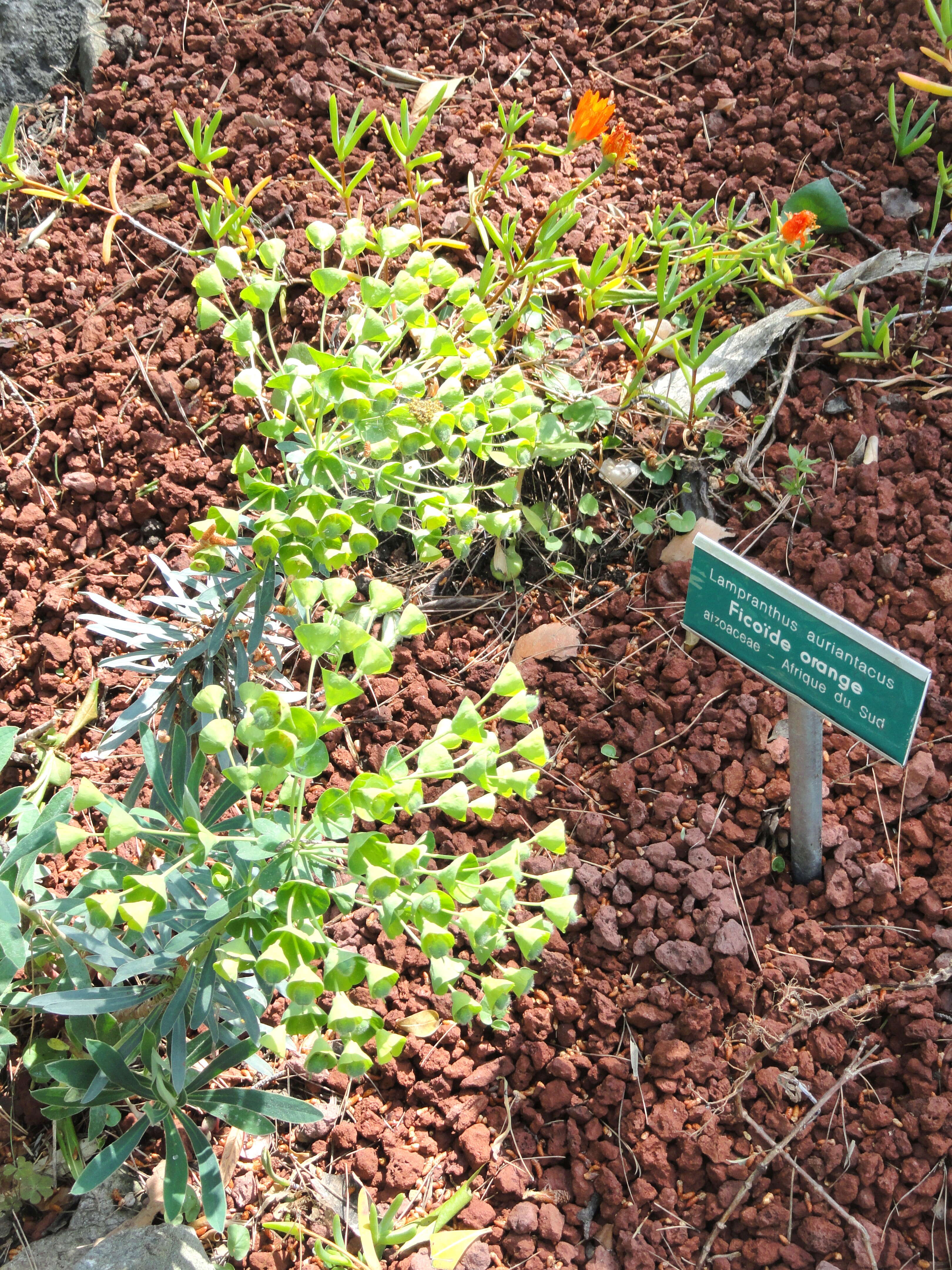Image of Lampranthus aureus (L.) N. E. Br.