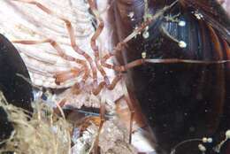 Image of sea spider