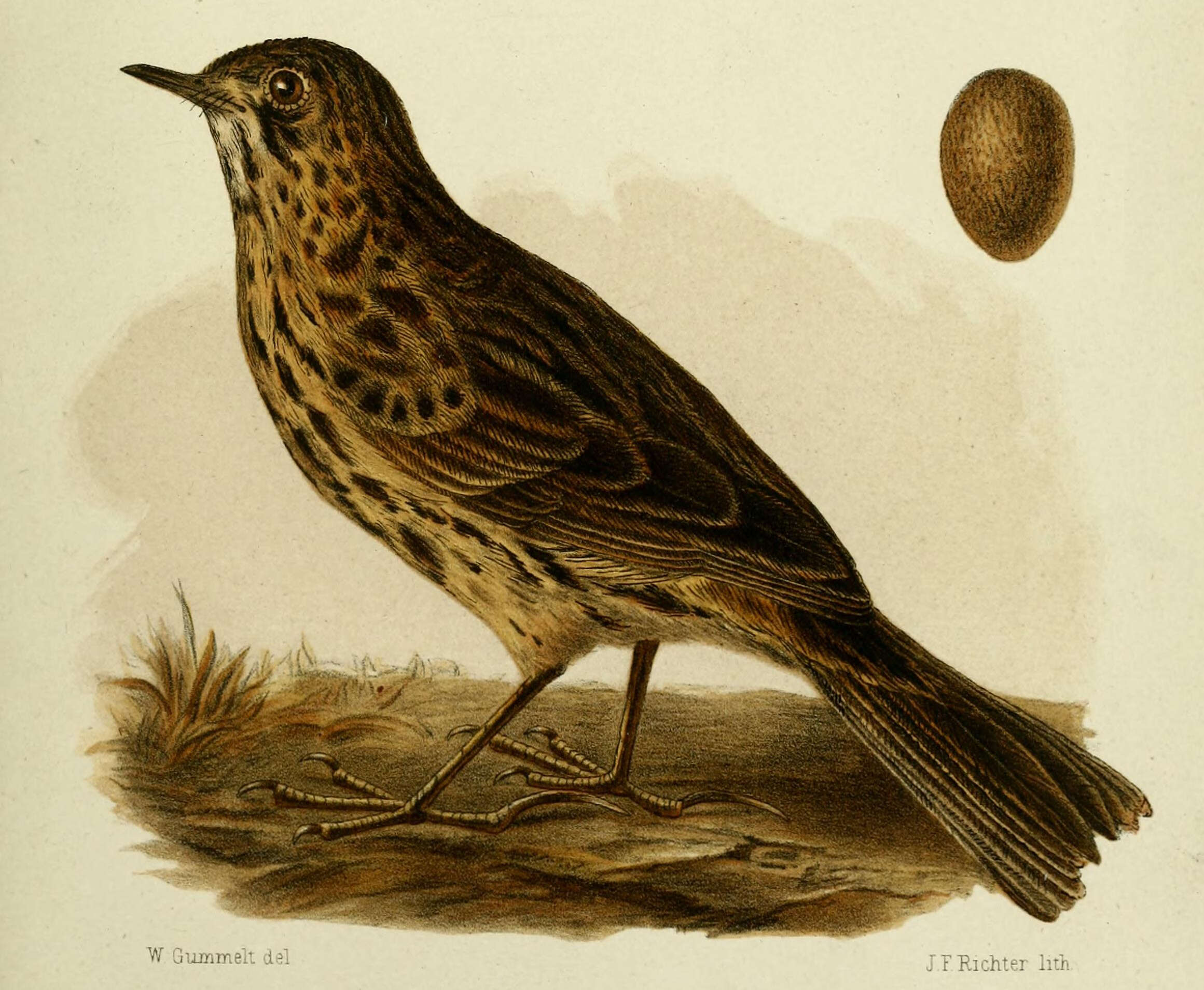 Image of South Georgia Pipit