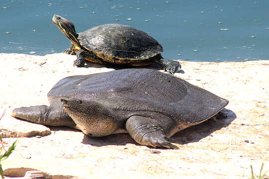 Image of Nil-Weichschildkröte