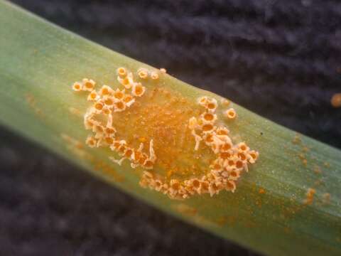 Imagem de Puccinia sessilis J. Schröt. 1870