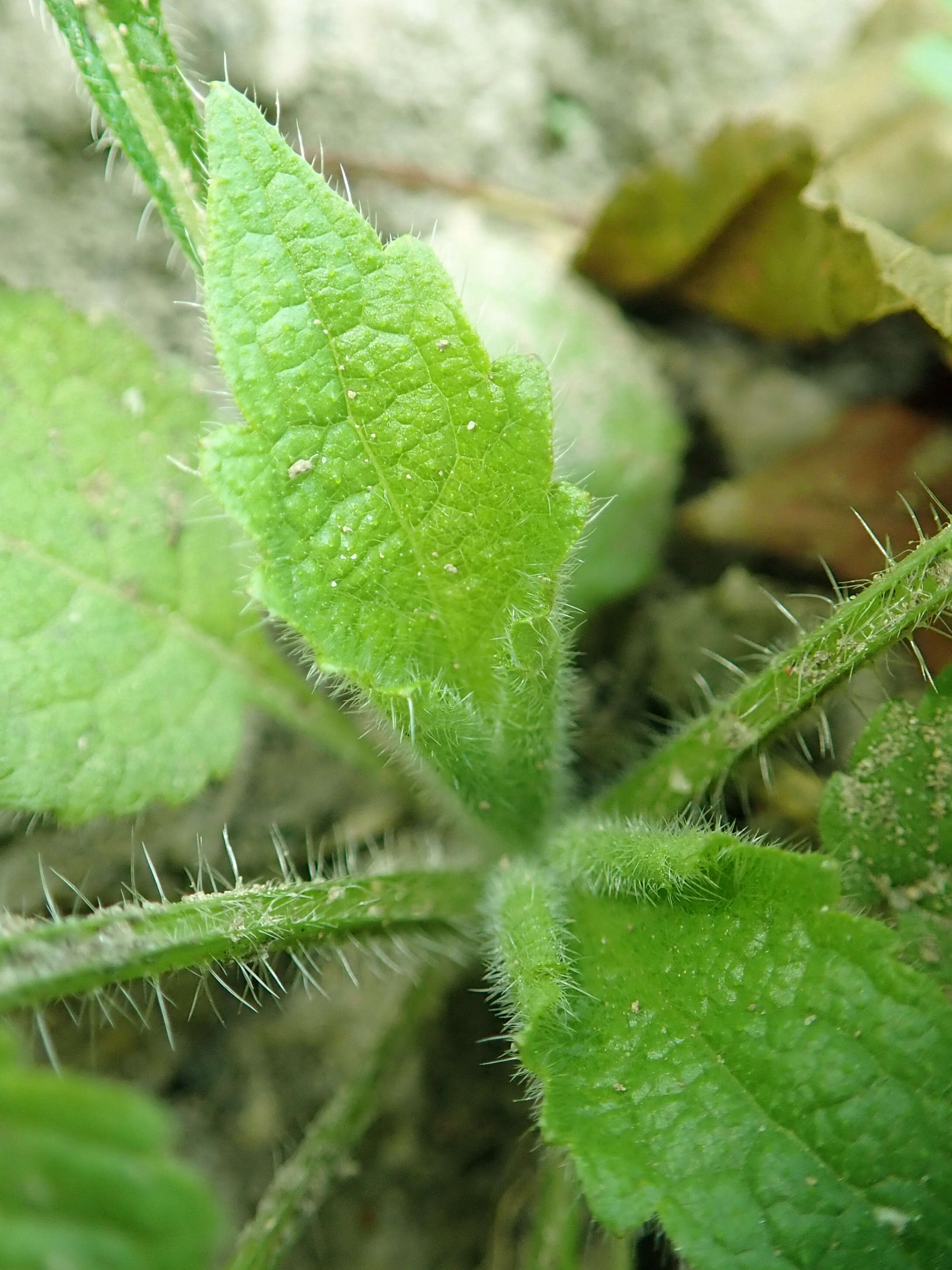 Image of small teasel