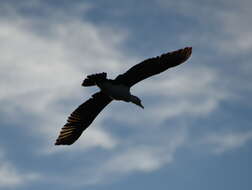 Image of Australian Pied Cormorant