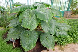 Image of giant philodendron