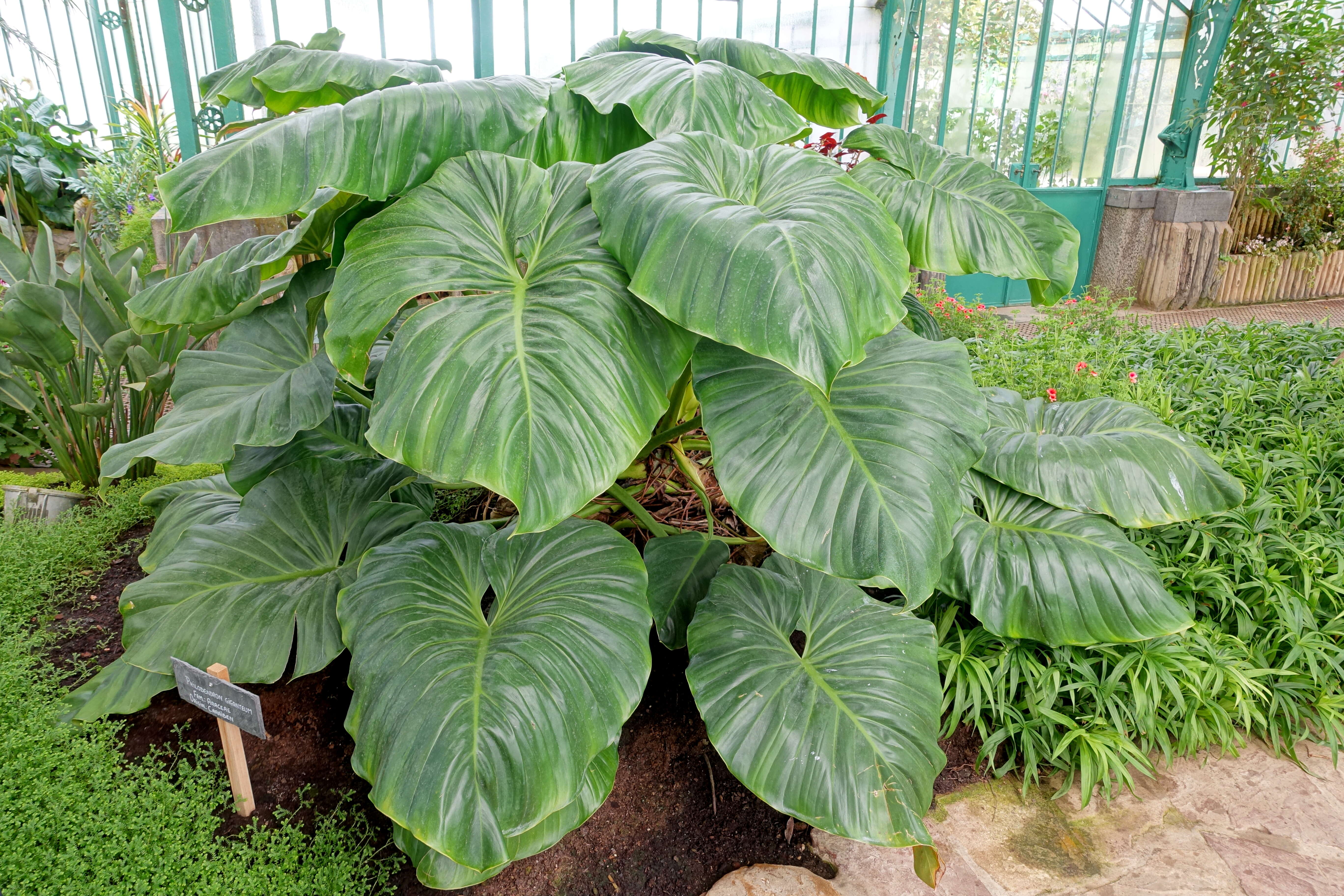 Image of giant philodendron