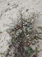 Image of hairy white oldfield aster