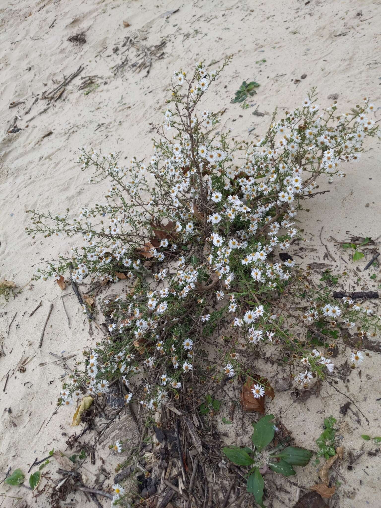 Image of hairy white oldfield aster