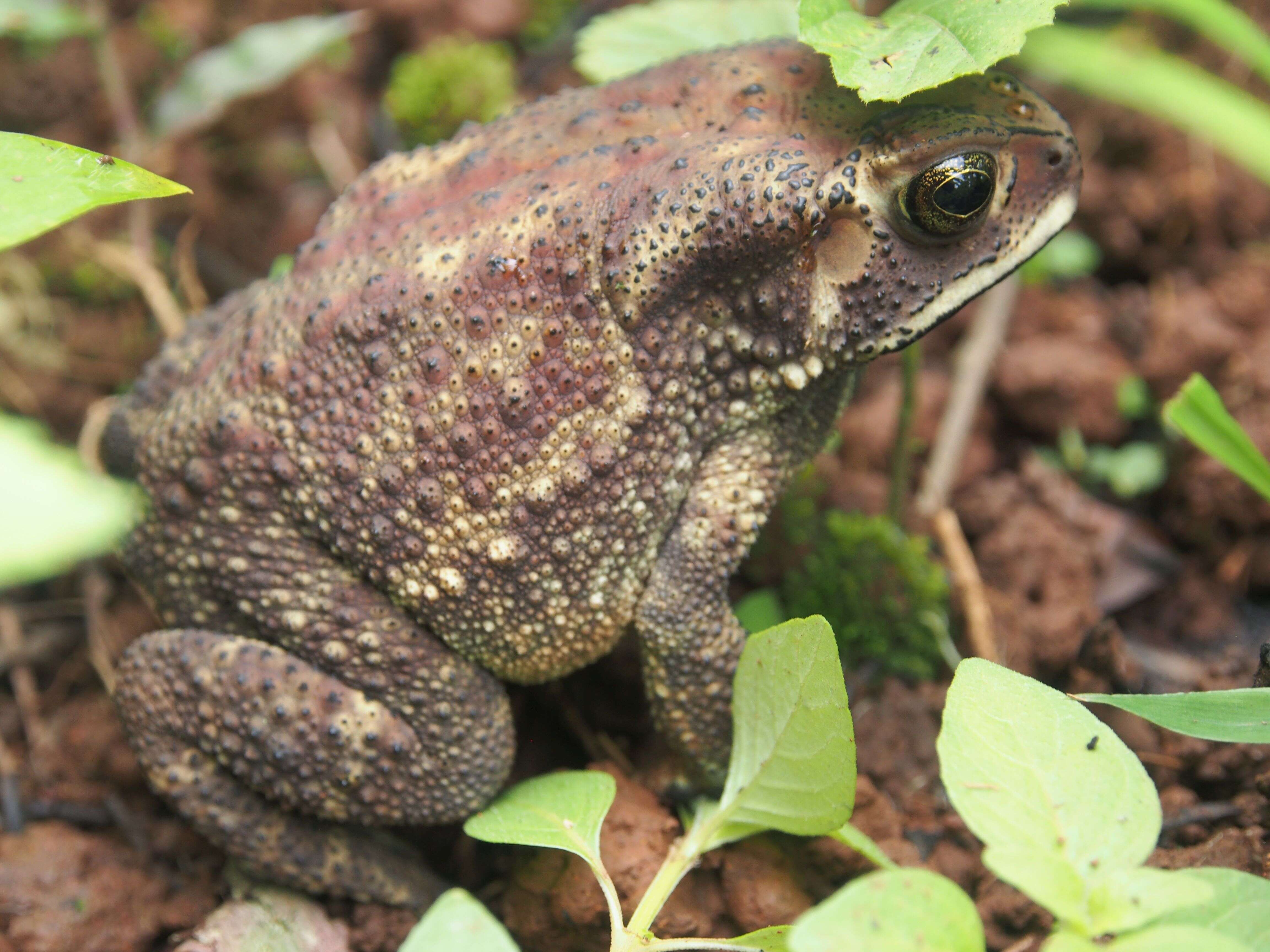 Image of asian black spotted toad