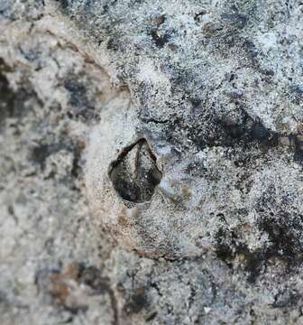 Image of Striped barnacle